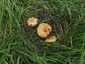 Mezei szegfűgomba (Marasmius oreades), Budai-hegység